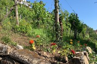 Geh‘ aus mein Herz …