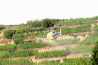 Blick auf die Steillagen bei einer Hubschrauberspritzung