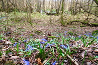 Foto: Roland Horn Szilla Bl&uuml;te im Kaywald aus dem Wettbewerb zum Foto des Jahres 2019