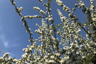 Frühling Gedicht Foto blühender Baum   Foto: Krauss   ASP 
