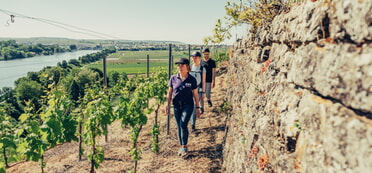 Weinwandern im Frühling oder Sommer: Wanderer im Weinberg mit Blick auf den Neckar