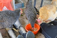 Hühner auf der Kinderfarm
