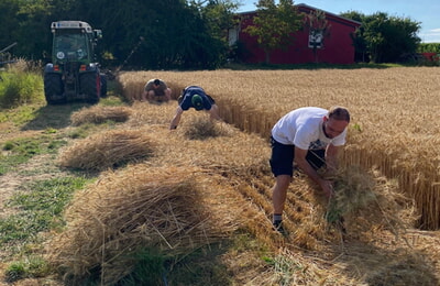 Frischauf dem Feld werden die Ähren geschnitten 