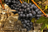 Weinlese Steillagen von Steillagengruppe und Gemeinderat 