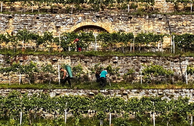 Weinlese Steillagen von Steillagengruppe und Gemeinderat 