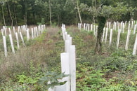 Großartig war die Untersützung der Bevölkerung an der Baumpflanzaktion im Forchenwald