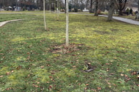 Urnengr&auml;berfeld