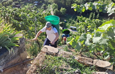 Weinlese im st&auml;dtischen Weinberg 