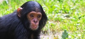 Das Schimpansenkind Lutz im Leintalzoo in Schwaigern