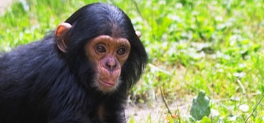 Das Schimpansenkind Lutz im Leintalzoo in Schwaigern