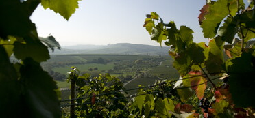 Blaue Weintrauben in den Weinbergen mit Blick in die Landschaft(Foto: Claudia Fy)