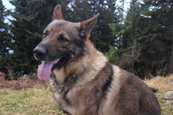 Der Hund, der beste Freund des Menschen