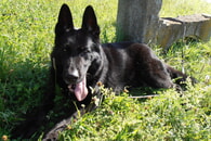 Der Hund, der beste Freund des Menschen