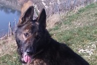 Der Hund der beste Freund des Menschen