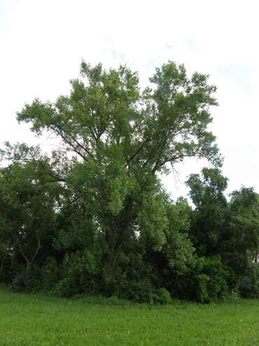Ausgewachsene Neckar-Schwarzpappel, ein großer Baum