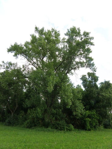 Ausgewachsene Neckar-Schwarzpappel (Foto: Arbeitskreis zur Erhaltung der Neckar-Schwarzpappel)