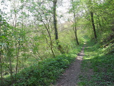 Schmaler Pfad im Kaywald (Foto: Stadt Lauffen)