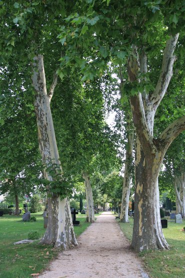 Alter Friedhof (Foto: Ulrich Seidel, 08/2018)