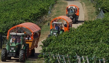 Drei Traktoren die durch die Weinberge mit Carrusanhängern.