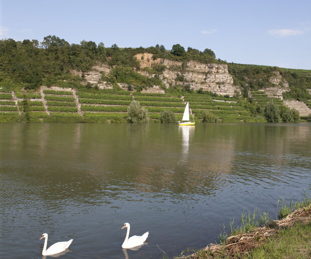 Der Neckar und der Lauffener Krappenfelsen (Foto: Claudia Fy)