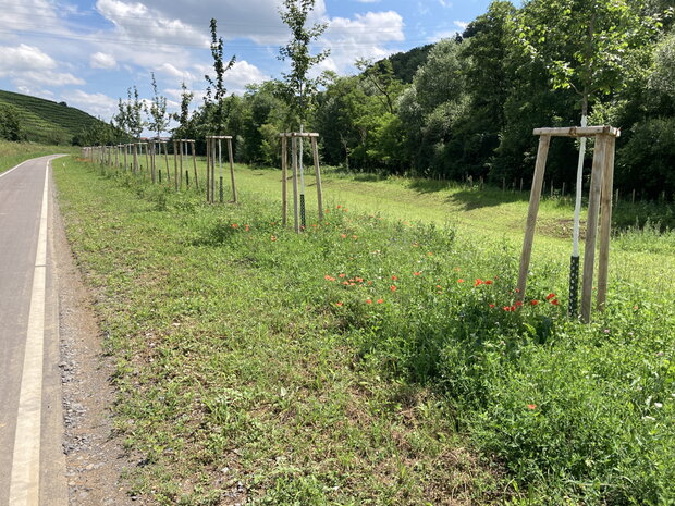 Am neuen Radweg ins Zabergäu wurden der Auwaldstreifen entlang der Zaber durch Ausgleichspflanzungen gestärkt