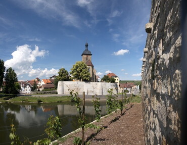 Stadtmauersanierung 2011: Mauereidechsen