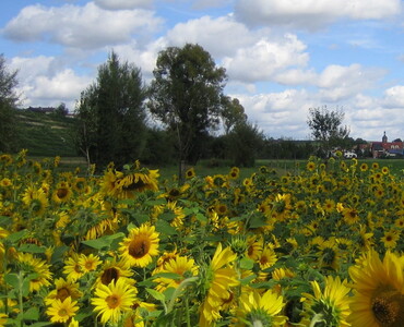 Sonnenblumen (Foto: Helmut Welsch)