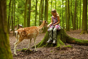  Im Wildparadies Tripsdrill füttert ein Mädchen ein Reh im Wald