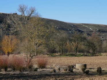 Ulrike Zimmer - Blick auf die Weinbergterrassen und Zabergärten an der ehemaligen Neckarschleife, Februar