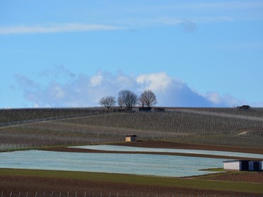 Elke Köbernick - Weinberge Forchenwald, 6. März