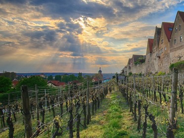 Stadtmauer mit Weinberg - Ulrich Seidel - 28.04.2017Ulrich Seidel - 