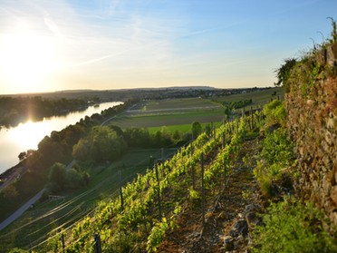 Werner Ohsam - 16.05.2017 - Lauffener Weinberg in abendlicher Stimmung