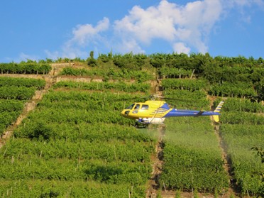 Beate Nonnenbroich - 18.06. - Weinbergspritzung mit Helikopter