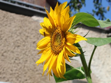 Bernd Reichle - Sommer in Lauffen a.N., 16. Juli, Schubartstraße