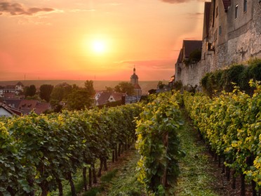 07.09.2017 - Ulrich Seidel - Weinberg, Stadtmauer und Regiswindiskirche bei Sonnenuntergang