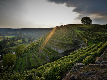 24.09.2017 - Werner Ohsam - Lauffener Weinberge am Abend