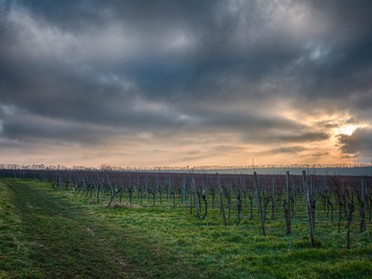 27.01.18- Ulrich Seidel - Abendstimmung in den Weinbergen von Lauffen 