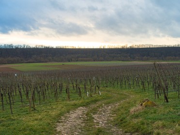 28.01.2018 - Ulrich Seidel - Abendspaziergang in den Weinbergen von Lauffen 