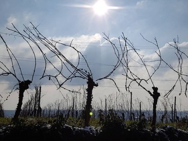 05.01.2018 - Daniela Kenngott - Weinberge im Geigersberg