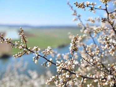 07.04.2018 - Werner Ohsam - Frühling am Lauffener Krappenfelsen