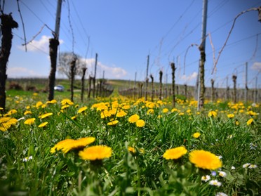 17.04.2018 - Werner Ohsam -Löwenzahn in den Lauffener Weinbergen