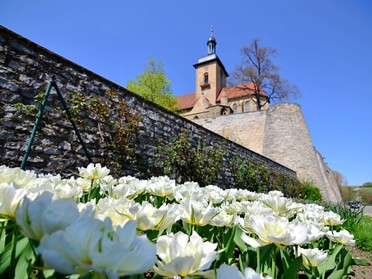 17.04.2018 - Werner Ohsam - Tulpen am Fuße der Kirche