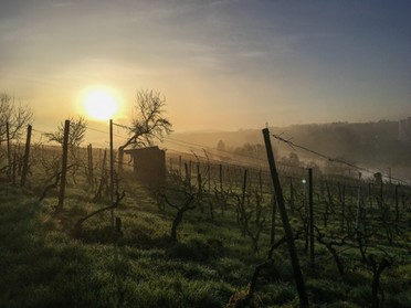 11.04.2018 - Werner Ohsam - Sonnenaufgang in den Weinbergen