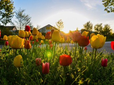 129.04.2018 - Werner Ohsam - Tulpen am Ortseingang Lauffen