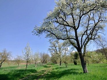 17.04.2018 - Werner Ohsam - Frühling am Neckarufer