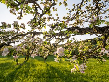 21.04.2018 - Hans Georg Fischer - Apfelblüte