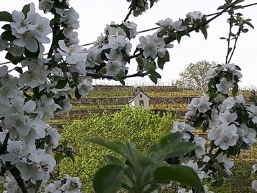 23.04.2018 - Anke Lell - Apfelblüte Feldweg zwischen Zaber und Landstraße Richtung Brackenheim