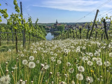 27.04.2018 - Werner Ohsam - Löwenzahn in den Lauffener Weinbergen