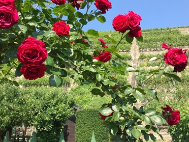 05.06.2018 - Gudrun Cremer - Rosen zieren die Weinberge