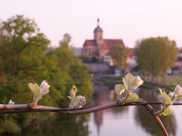 21.04.2018 - Ulrike Zimmer - Rebenaustrieb mit Blick auf die Regiswindiskirche